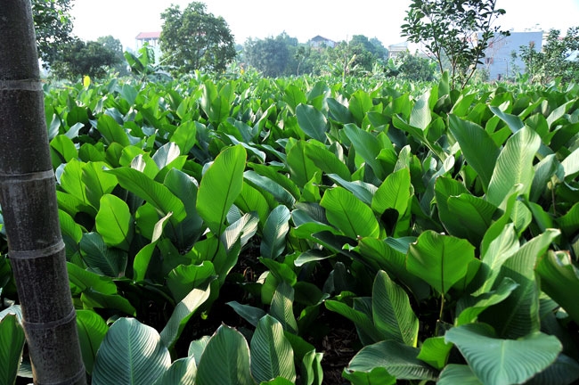 Làng trồng lá dong Tuấn Dị tỉnh Hưng Yên - vựa lá dong lớn nhất, nhì của miền Bắc. (Nguồn ảnh: dangcongsan.vn)
